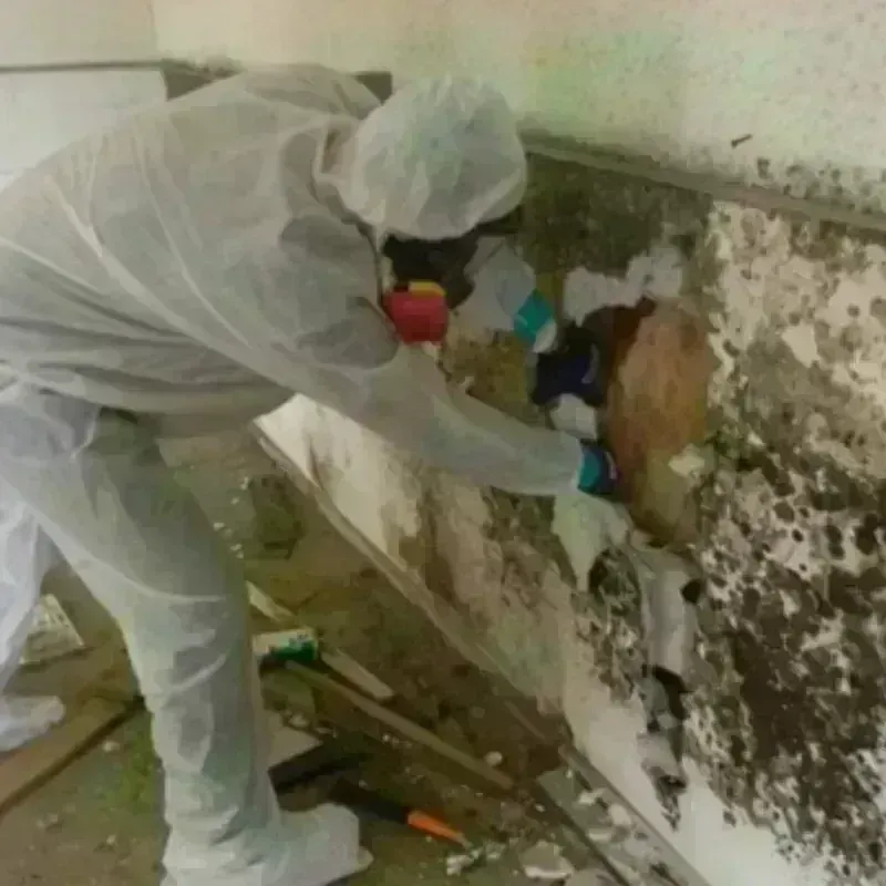 Mold Remediation and Removal in Camden, NC